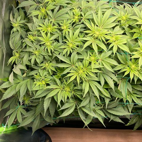 Anne - Blue gelato #41 growlog timeline photo