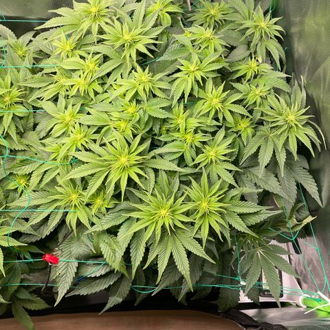 Amelia - Blue gelato #41 growlog timeline photo
