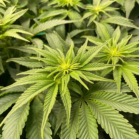Amelia - Blue gelato #41 growlog timeline photo