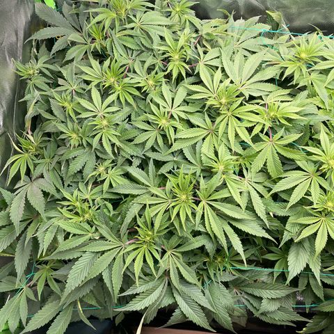 Anne - Blue gelato #41 growlog timeline photo