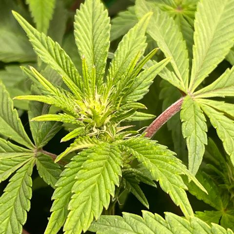 Anne - Blue gelato #41 growlog timeline photo