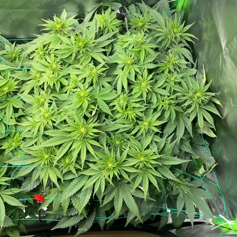 Amelia - Blue gelato #41 growlog timeline photo