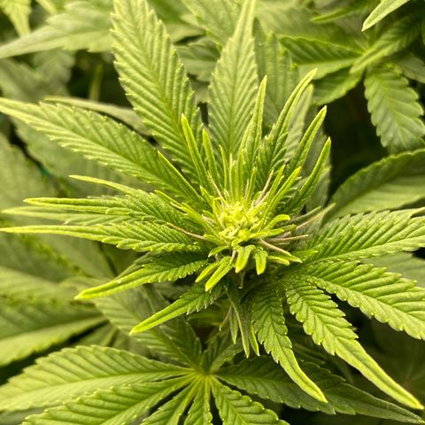 Amelia - Blue gelato #41 growlog timeline photo