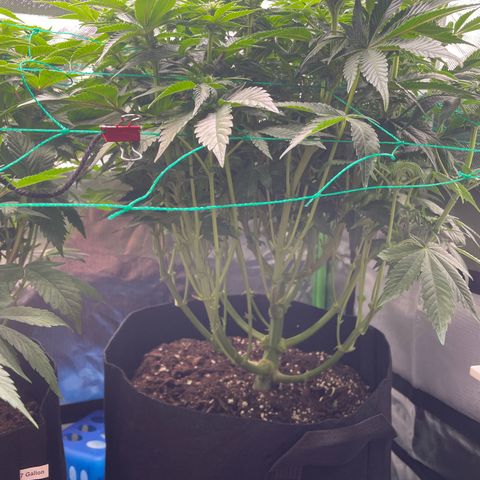 Amelia - Blue gelato #41 growlog timeline photo