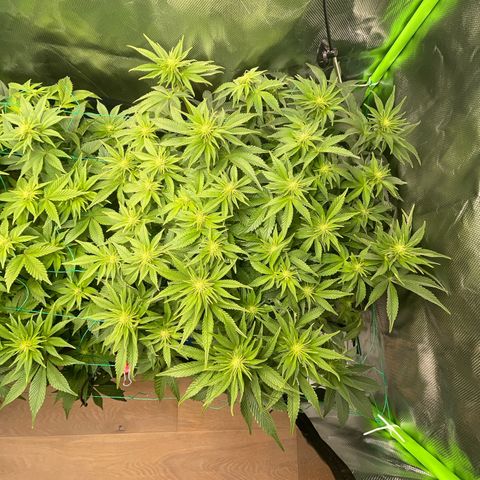 Amelia - Blue gelato #41 growlog timeline photo
