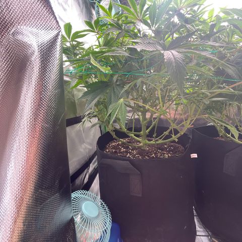 Anne - Blue gelato #41 growlog timeline photo