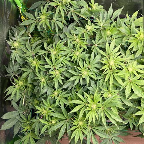 Anne - Blue gelato #41 growlog timeline photo