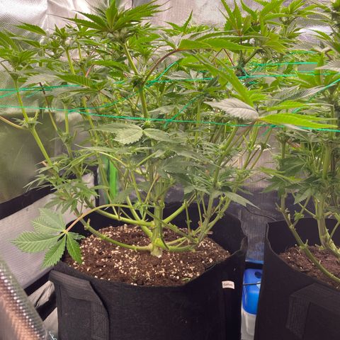 Anne - Blue gelato #41 growlog timeline photo