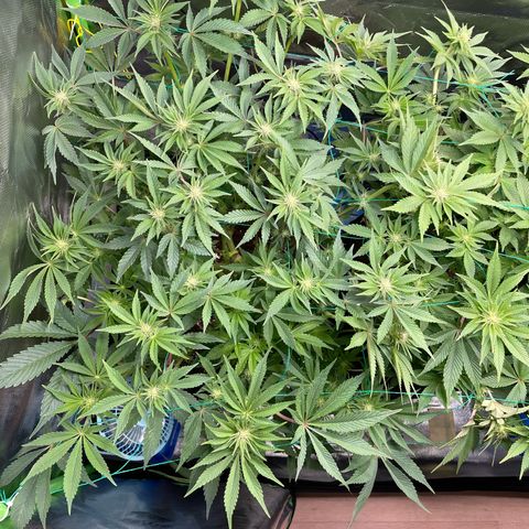 Anne - Blue gelato #41 growlog timeline photo