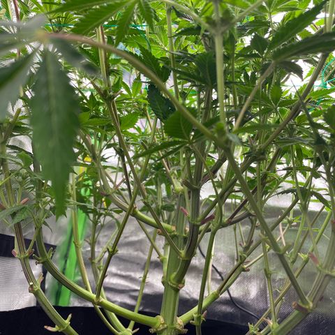 Anne - Blue gelato #41 growlog timeline photo
