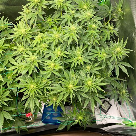 Amelia - Blue gelato #41 growlog timeline photo