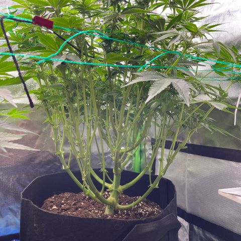 Amelia - Blue gelato #41 growlog timeline photo