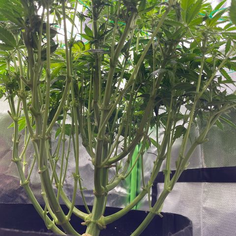 Amelia - Blue gelato #41 growlog timeline photo