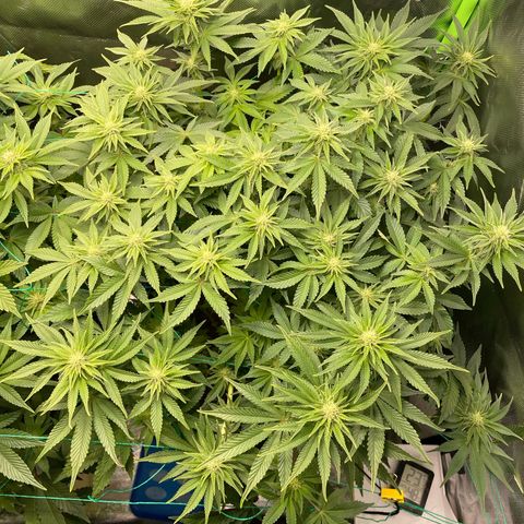 Amelia - Blue gelato #41 growlog timeline photo