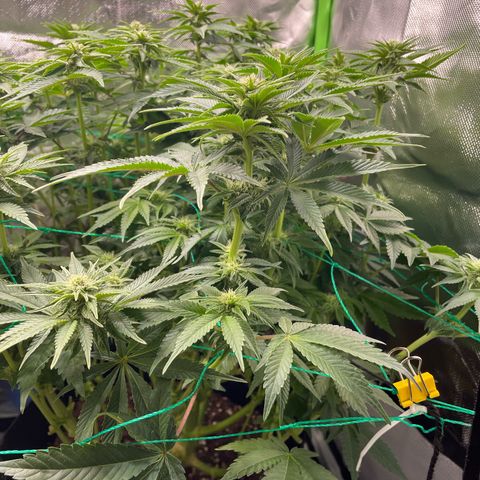 Amelia - Blue gelato #41 growlog timeline photo