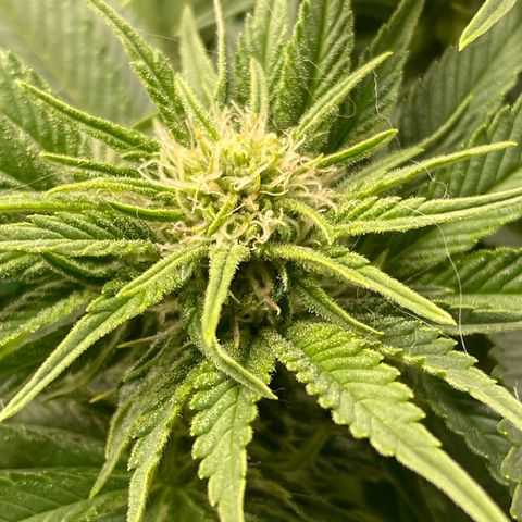 Amelia - Blue gelato #41 growlog timeline photo
