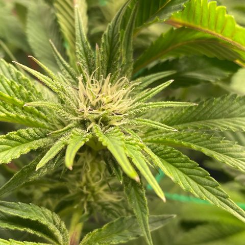 Anne - Blue gelato #41 growlog timeline photo