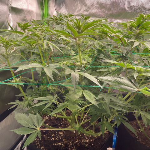 Anne - Blue gelato #41 growlog timeline photo