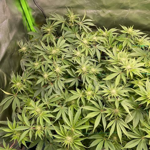 Anne - Blue gelato #41 growlog timeline photo