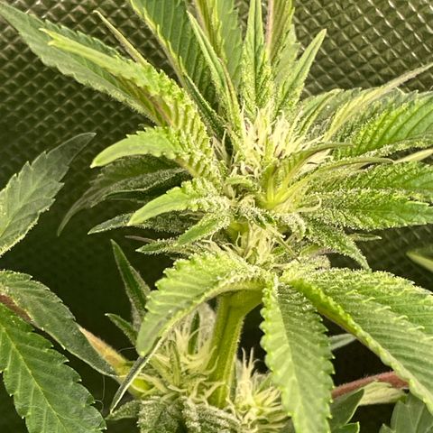 Anne - Blue gelato #41 growlog timeline photo