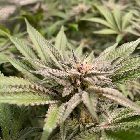 Anne - Blue gelato #41 growlog photo: A lot of thc production, but the pistils don’t form as much as in the other plants. Less big buds basically 