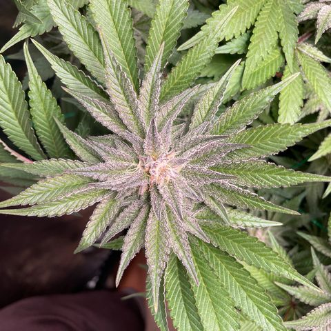Anne - Blue gelato #41 growlog photo: A lot of thc production, but the pistils don’t form as much as in the other plants. Less big buds basically 