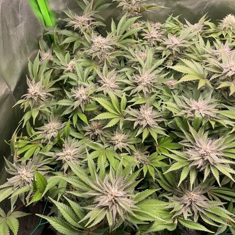 Anne - Blue gelato #41 growlog photo: A lot of thc production, but the pistils don’t form as much as in the other plants. Less big buds basically 