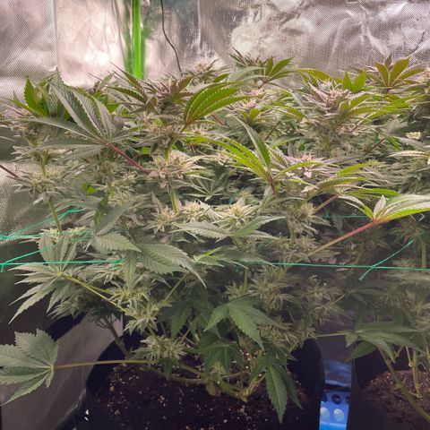 Anne - Blue gelato #41 growlog photo: A lot of thc production, but the pistils don’t form as much as in the other plants. Less big buds basically 
