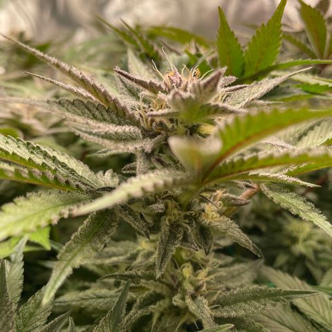 Anne - Blue gelato #41 growlog photo: A lot of thc production, but the pistils don’t form as much as in the other plants. Less big buds basically 