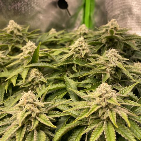 Amelia - Blue gelato #41 growlog timeline photo