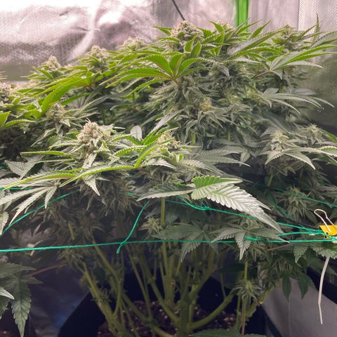 Amelia - Blue gelato #41 growlog timeline photo
