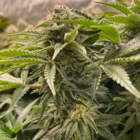 Amelia - Blue gelato #41 growlog timeline photo