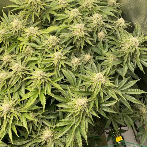 Amelia - Blue gelato #41 growlog timeline photo