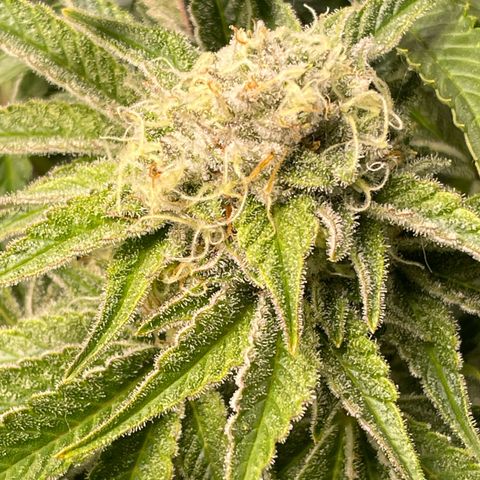 Amelia - Blue gelato #41 growlog timeline photo