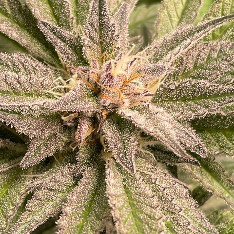Anne - Blue gelato #41 growlog timeline photo