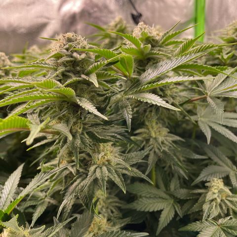 Amelia - Blue gelato #41 growlog timeline photo