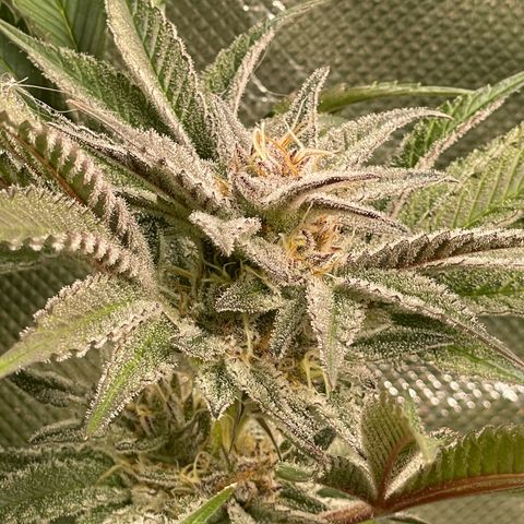 Anne - Blue gelato #41 growlog timeline photo
