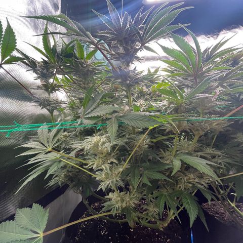 Anne - Blue gelato #41 growlog timeline photo