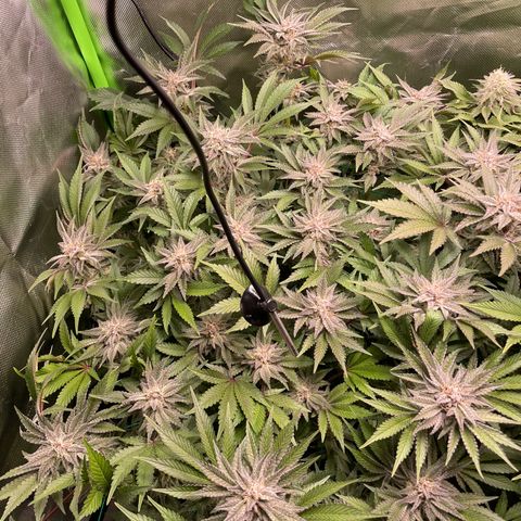 Anne - Blue gelato #41 growlog timeline photo