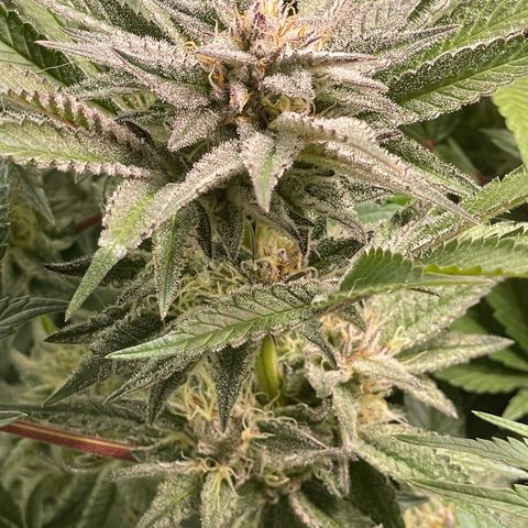 Anne - Blue gelato #41 growlog timeline photo