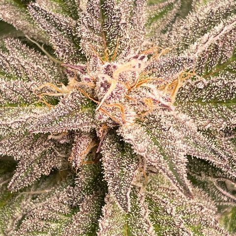 Anne - Blue gelato #41 growlog timeline photo