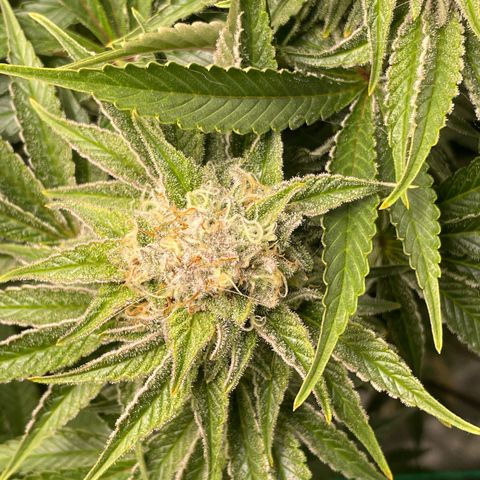 Amelia - Blue gelato #41 growlog timeline photo