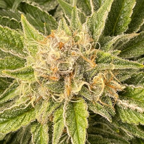 Amelia - Blue gelato #41 growlog timeline photo