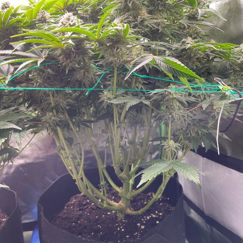 Amelia - Blue gelato #41 growlog timeline photo