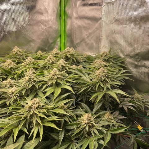 Amelia - Blue gelato #41 growlog timeline photo