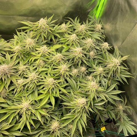 Amelia - Blue gelato #41 growlog timeline photo