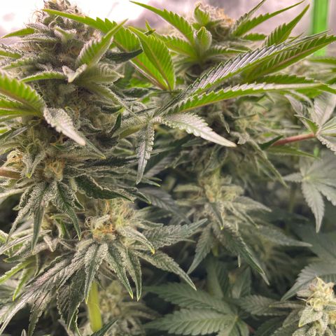 Amelia - Blue gelato #41 growlog timeline photo