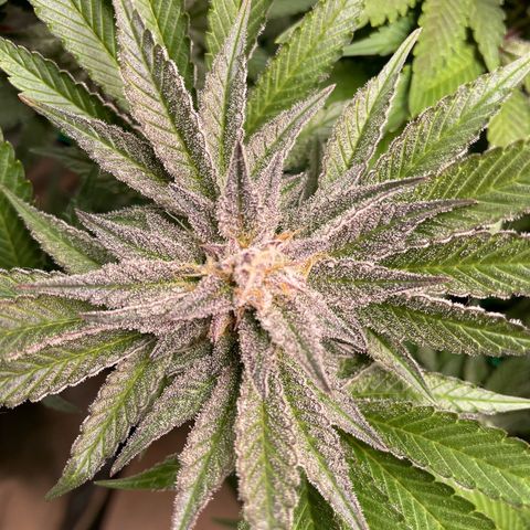 Anne - Blue gelato #41 growlog timeline photo