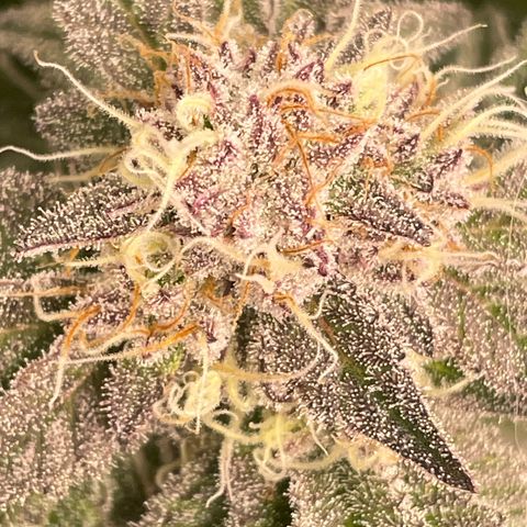 Anne - Blue gelato #41 growlog timeline photo