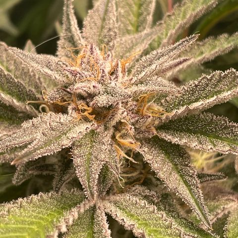 Anne - Blue gelato #41 growlog timeline photo